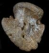 Hadrosaur Ungual (Foot Claw) - Montana #34560-1